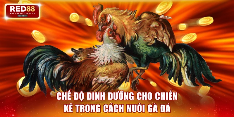 Chế độ dinh dưỡng cho chiến kê trong cách nuôi gà đá