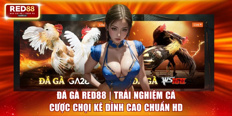 đá gà red88 trải nghiệm coi kê đỉnh cao đa dạng kèo