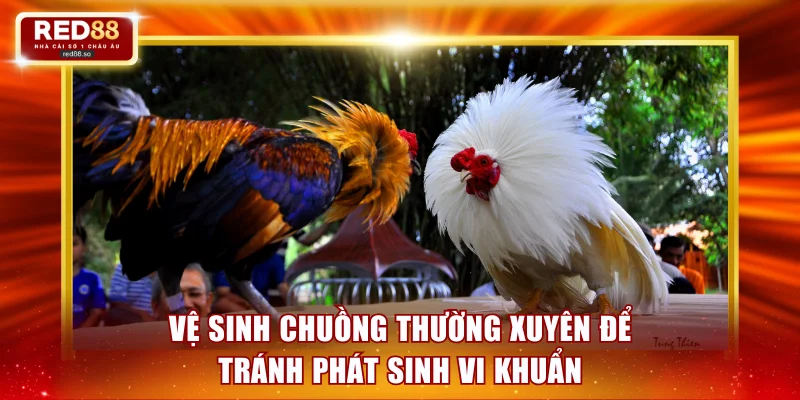 Vệ sinh chuồng nuôi thường xuyên để tránh phát sinh vi khuẩn